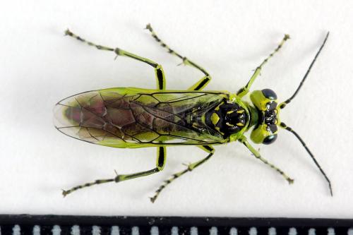 Rhogogaster scalaris