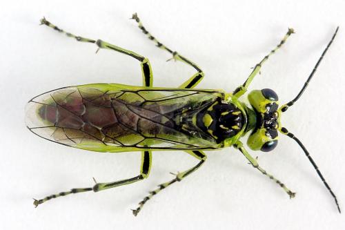 Réf. 225 028 : Rhogogaster scalaris
