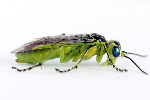 Réf. 225 029 : Rhogogaster scalaris