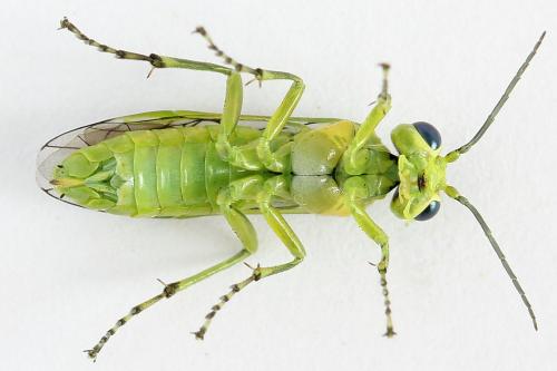 Réf. 225 030 : Rhogogaster scalaris