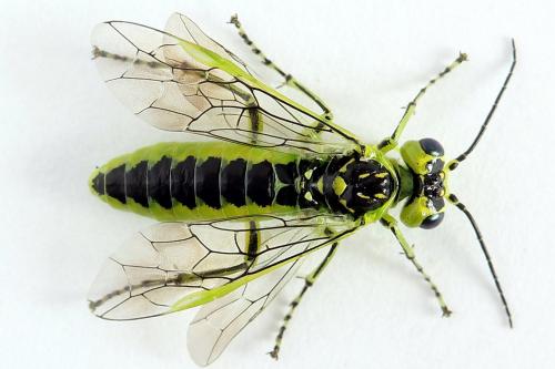 Réf. 225 031 : Rhogogaster scalaris