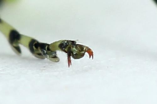 Réf. 225 032 : Rhogogaster scalaris
