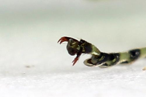 Réf. 225 033 : Rhogogaster scalaris