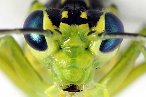 Réf. 225 034 : Rhogogaster scalaris