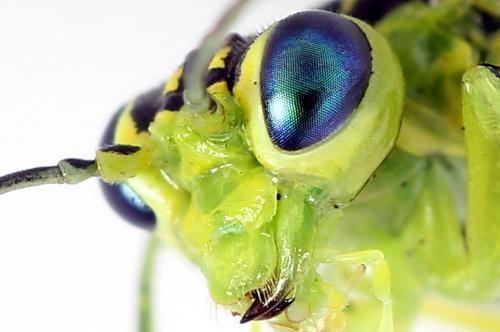 Réf. 225 035 : Rhogogaster scalaris