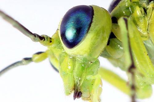 Rhogogaster scalaris