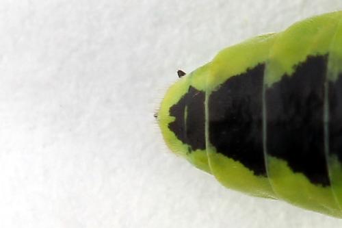 Rhogogaster scalaris