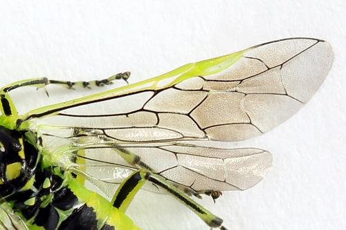 Réf. 225 042 : Rhogogaster scalaris