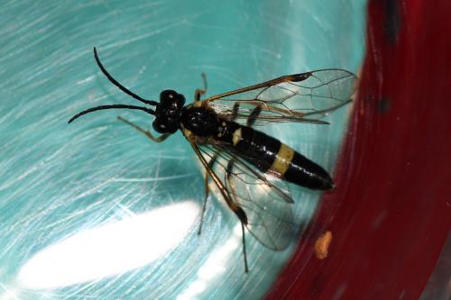 Emphytus cingulatus