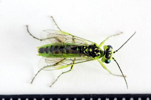 Réf. 225 050 : Rhogogaster scalaris