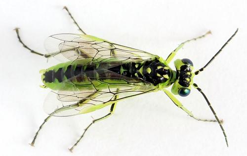 Réf. 225 051 : Rhogogaster scalaris