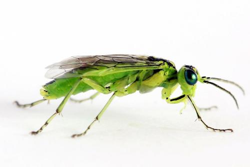 Réf. 225 052 : Rhogogaster scalaris