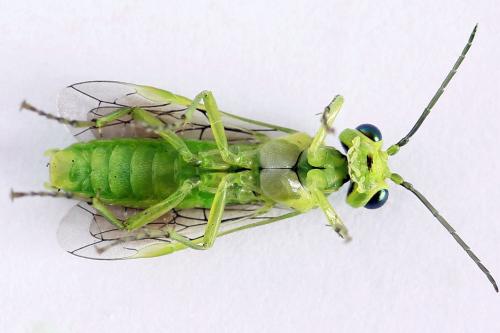 Rhogogaster scalaris