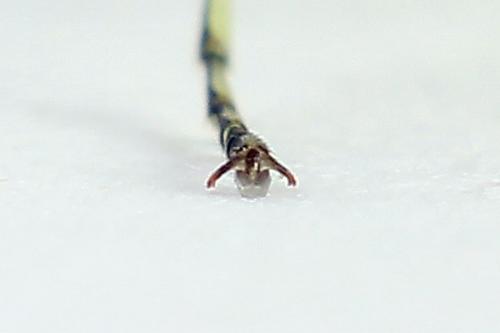 Réf. 225 054 : Rhogogaster scalaris