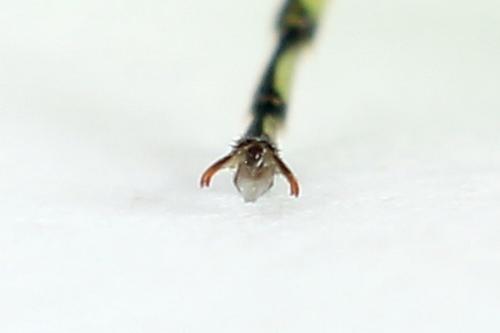 Réf. 225 055 : Rhogogaster scalaris