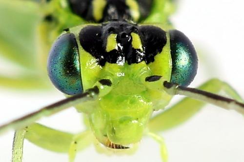 Réf. 225 056 : Rhogogaster scalaris