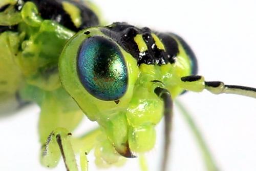Réf. 225 057 : Rhogogaster scalaris