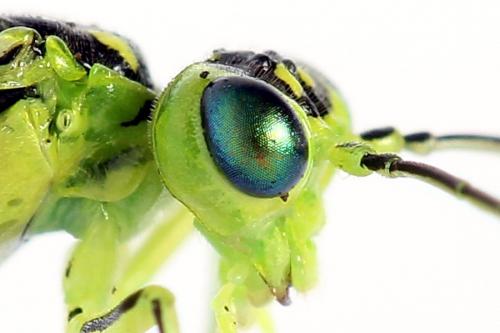 Réf. 225 058 : Rhogogaster scalaris