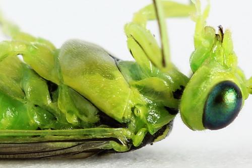 Réf. 225 059 : Rhogogaster scalaris