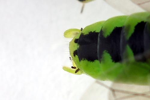 Réf. 225 060 : Rhogogaster scalaris