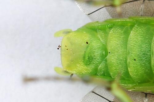 Réf. 225 062 : Rhogogaster scalaris