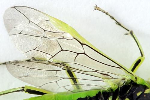 Réf. 225 063 : Rhogogaster scalaris