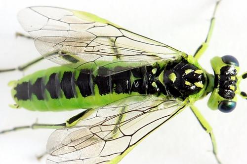 Réf. 225 064 : Rhogogaster scalaris