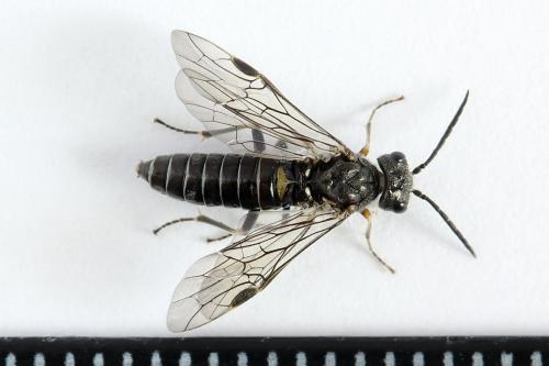 Réf. 225 826 : Loderus genucinctus