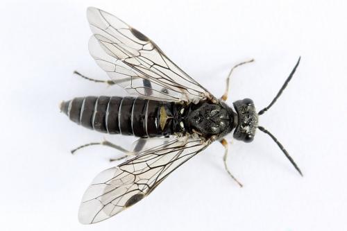 Réf. 225 827 : Loderus genucinctus