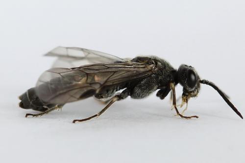 Réf. 225 828 : Loderus genucinctus