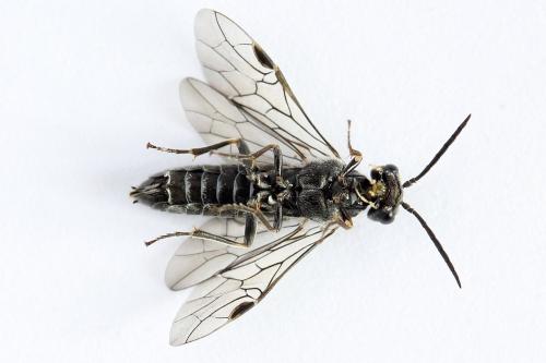 Réf. 225 829 : Loderus genucinctus