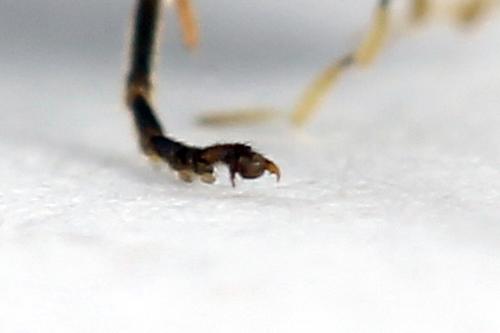 Réf. 225 830 : Loderus genucinctus