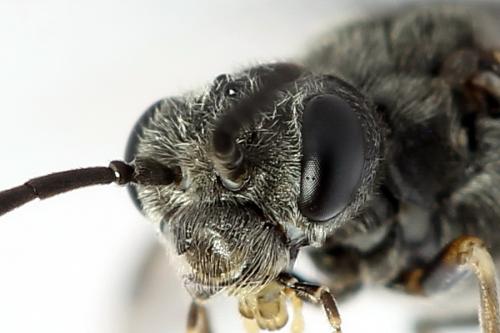Réf. 225 832 : Loderus genucinctus