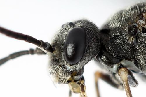 Réf. 225 833 : Loderus genucinctus