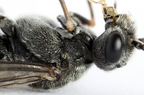 Réf. 225 834 : Loderus genucinctus