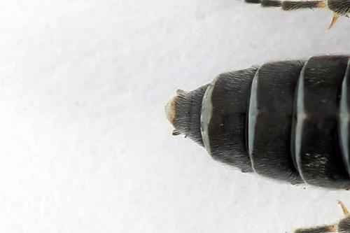 Réf. 225 835 : Loderus genucinctus