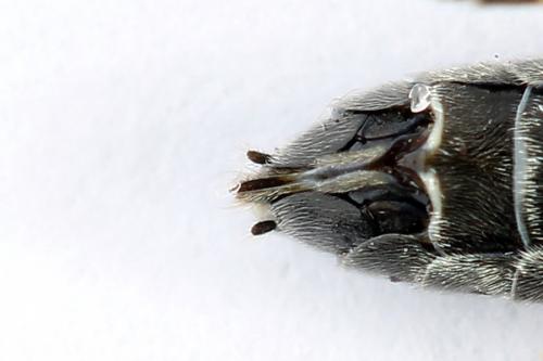 Réf. 225 837 : Loderus genucinctus