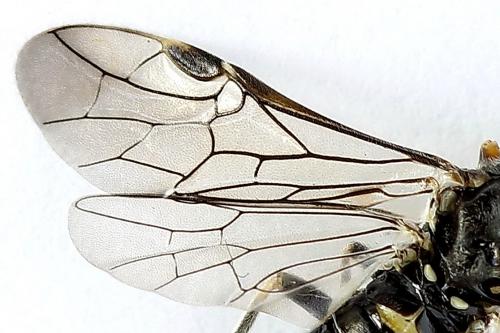 Réf. 225 838 : Loderus genucinctus