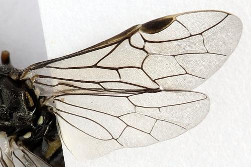 Réf. 225 839 : Loderus genucinctus