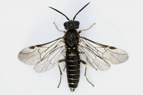 Réf. 225 840 : Loderus genucinctus