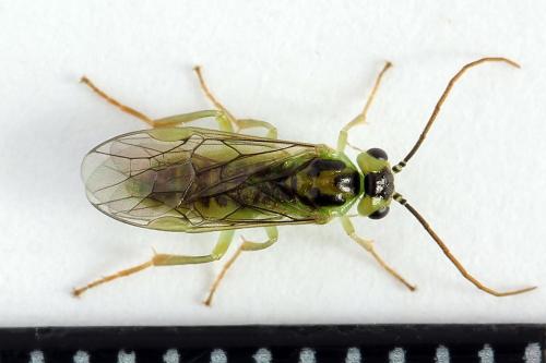 Réf. 225 663 : Euura sp.