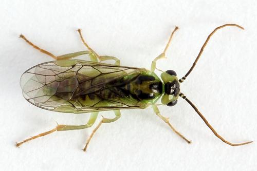 Réf. 225 664 : Euura sp.