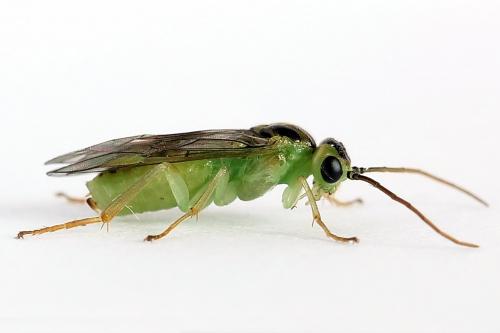 Réf. 225 665 : Euura sp.