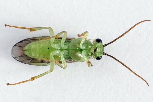 Réf. 225 666 : Euura sp.