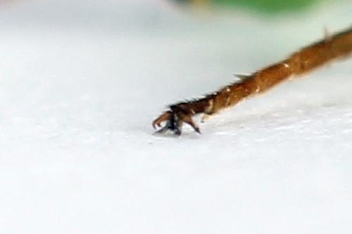 Réf. 225 667 : Euura sp.