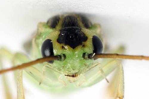 Réf. 225 669 : Euura sp.