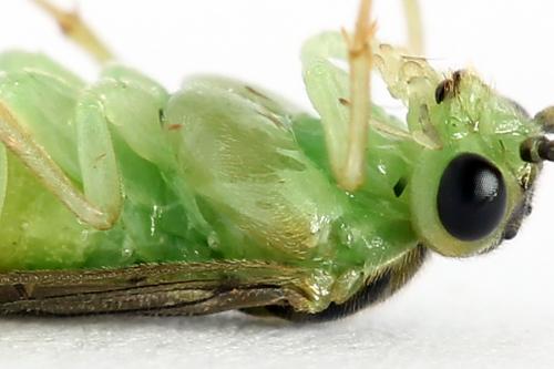 Réf. 225 672 : Euura sp.