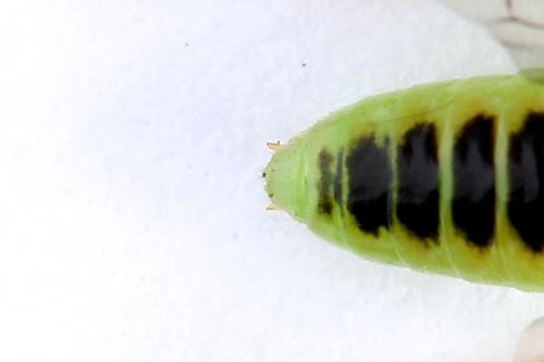 Réf. 225 674 : Euura sp.