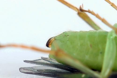 Réf. 225 675 : Euura sp.