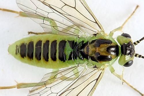 Réf. 225 677 : Euura sp.
